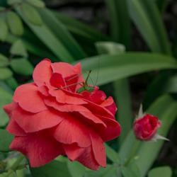 nature_28