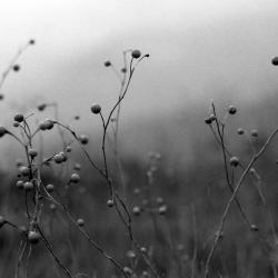 Black & White