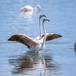 animals_07