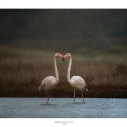 Stavros Toufexis_06
