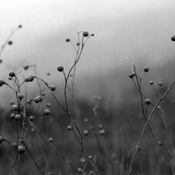 landscape_05